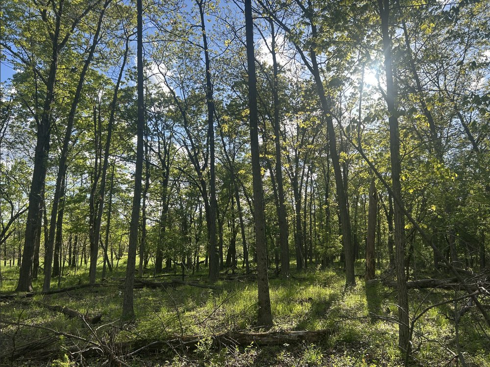 Forest trail at Willow Mill